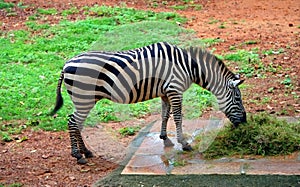 Zebra in national zoological garden of india