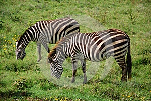 Zebra in natural enviroment photo