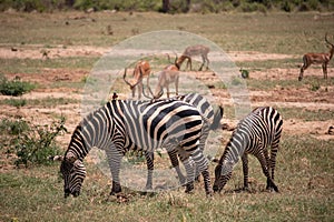 Zebra in nature. Africa Kenya Tanzania, the plains zebra in a landscape shot on a safari, in the national park