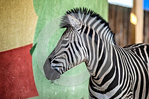 Zebra near the colored wall in zoo