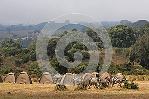 Zebra in Ngorongoro camping