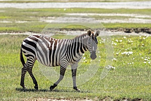 Zebra in Ngorongoro Carter, Tanzania