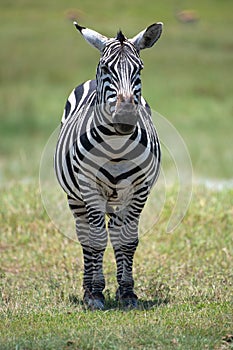 Zebra on Ngorongoro Conservation Area