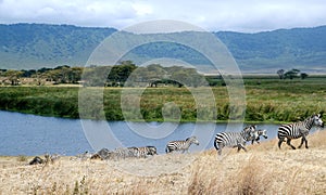 Zebra of Ngorongoro Crater