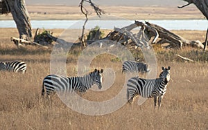 Zebra in Ngorongoro Crater