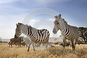 Zebra in Ngorongoro crater