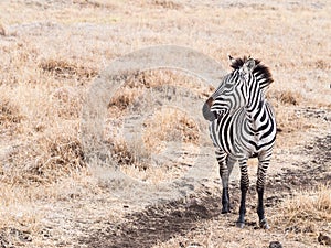 Zebra in Ngorongoro Crater in Africa