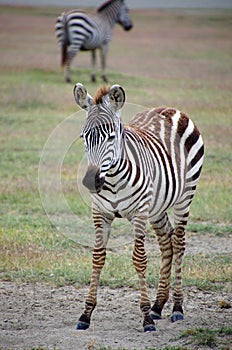 Zebra in the Ngorongoro crater in Tanzania