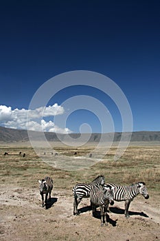 Zebra - Ngorongoro Crater, Tanzania, Africa