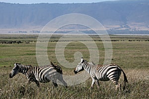 Zebra - Ngorongoro Crater, Tanzania, Africa