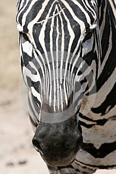 Zebra - Ngorongoro Crater, Tanzania, Africa