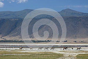 Zebra - Ngorongoro Crater, Tanzania, Africa