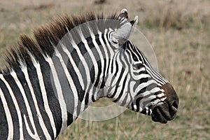 Zebra - Ngorongoro Crater, Tanzania, Africa