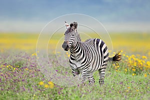 Zebra in ngorongoro crater Tanzania during greeny season