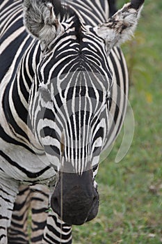 Zebra