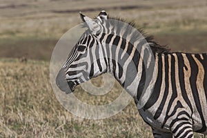 Zebra at Ngorongoro National Park., Tanzania