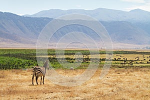 Zebra in Ngorongoro photo