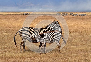 Zebra Nursing