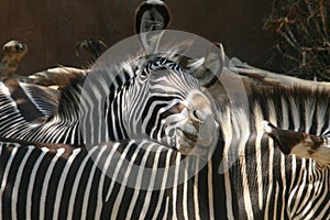 Zebra Nuzzles - Los Angeles Zoo