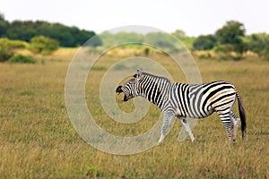 Zebra