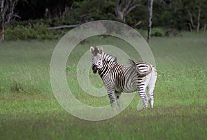 Zebra in the Okavango