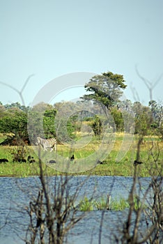 Zebra in the Okavango Delta