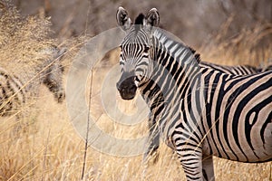 Zebra - Okavango Delta - Moremi N.P. photo