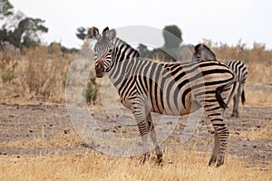 Zebra - Okavango Delta - Moremi N.P. photo