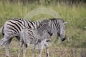 Zebra in open plains