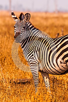 Zebra in an open savannah flood plain