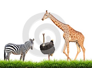 Zebra ostrich giraffe with green grass isolated