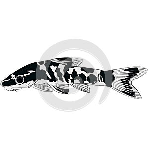 zebra oto, tiger oto tropical freshwater catfish. Otocinclus cocama freshwater ornamental fish illustrations aquarium catfish