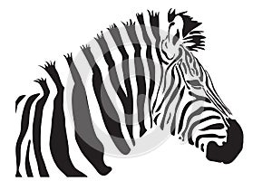 Zebra outline silhouette