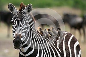 Zebra and Oxpeckers