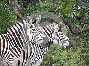 Zebra pair photo