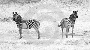 Zebra pair on grass in the Chobe National Park in Black and white