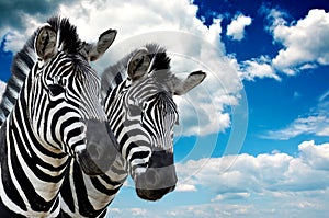Zebra pair
