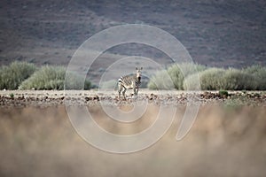 Zebra in Palmwag concession. Kaokoland, Kunene Region. Namibia. Blurred foreground. Harsh landscape.
