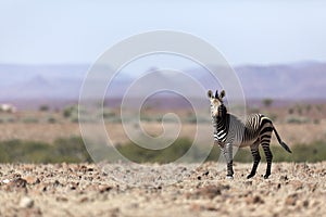 A zebra in Palmwag