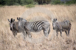 Zebra panorama with much more words only for your request