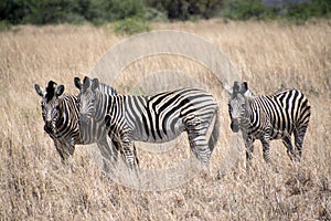 Zebra panorama with much more words only for your request photo