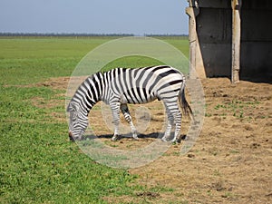 Zebra pasturing in the grass