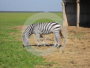 Zebra pasturing in the grass photo