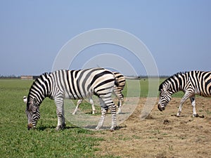 Zebra