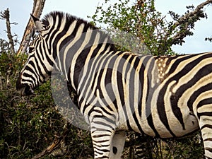 Zebra with a patch of spots in the Addo Elephant Park, South Afr