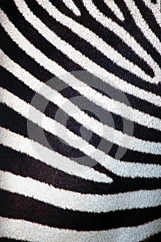 Zebra pattern