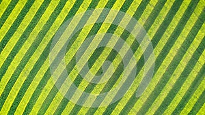 Zebra Pattern Green And Yellow Parallel Lines Of Canola Bloom In Farmland Field