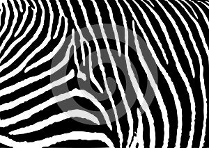 Zebra pattern large