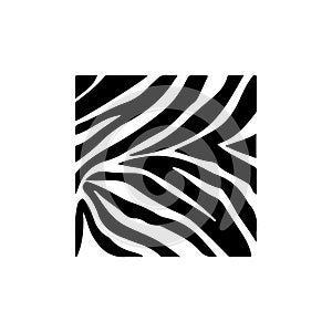 Zebra pattern print vector illustration design