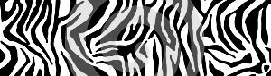 Zebra pattern, stylish stripes texture. Animal natural print. For the design of wallpaper, textile, cover. Vector seamless backgro photo